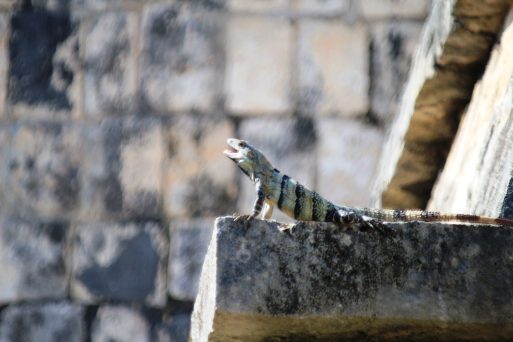 Im großen Gebiet von Chitzen Itza gibt es immer wieder kleine Reptilien die es sich auf den Gebäuden gemütlich machen.